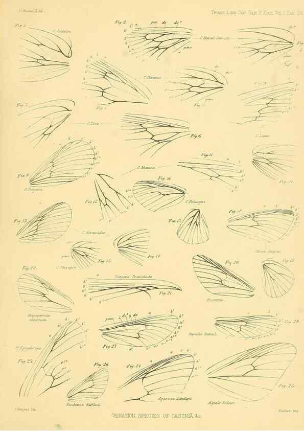 Reproducción/Reproduction 35693078812: Lepidopterorum Brasiliae species novae iconibus illustratae. [Vienna?] :s.n.,mense Januario 1839.