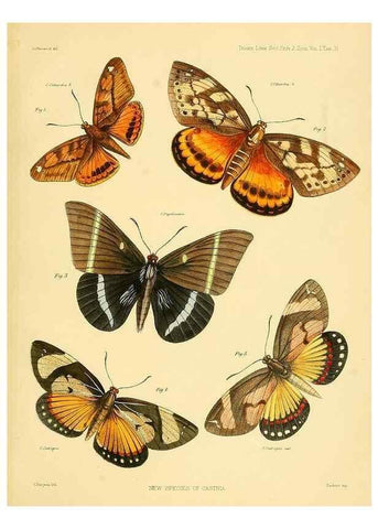 Reproducción/Reproduction 35693083072: Lepidopterorum Brasiliae species novae iconibus illustratae. [Vienna?] :s.n.,mense Januario 1839.