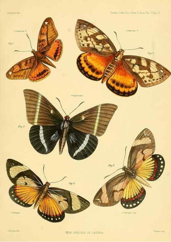 Reproducción/Reproduction 35693083072: Lepidopterorum Brasiliae species novae iconibus illustratae. [Vienna?] :s.n.,mense Januario 1839.
