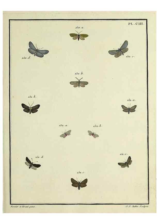 Reproducción/Reproduction 35474937120: Papillons d'Europe, peints d'après nature /. A Paris :Chez P.M. Delaguette, imprimeur-libraire ... ;1779-1792 [i.e. 1793]