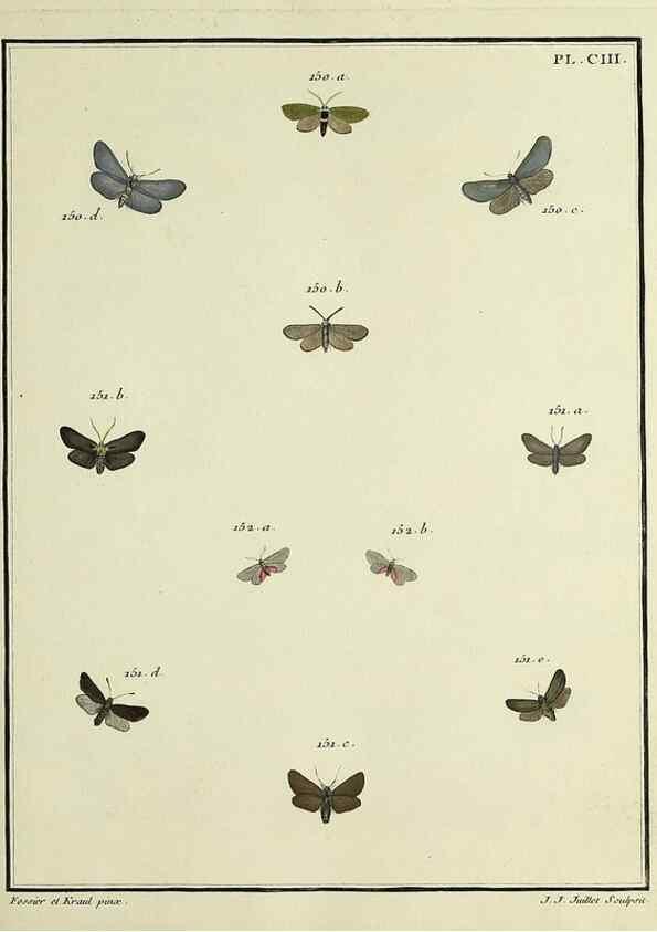 Reproducción/Reproduction 35474937120: Papillons d'Europe, peints d'après nature /. A Paris :Chez P.M. Delaguette, imprimeur-libraire ... ;1779-1792 [i.e. 1793]