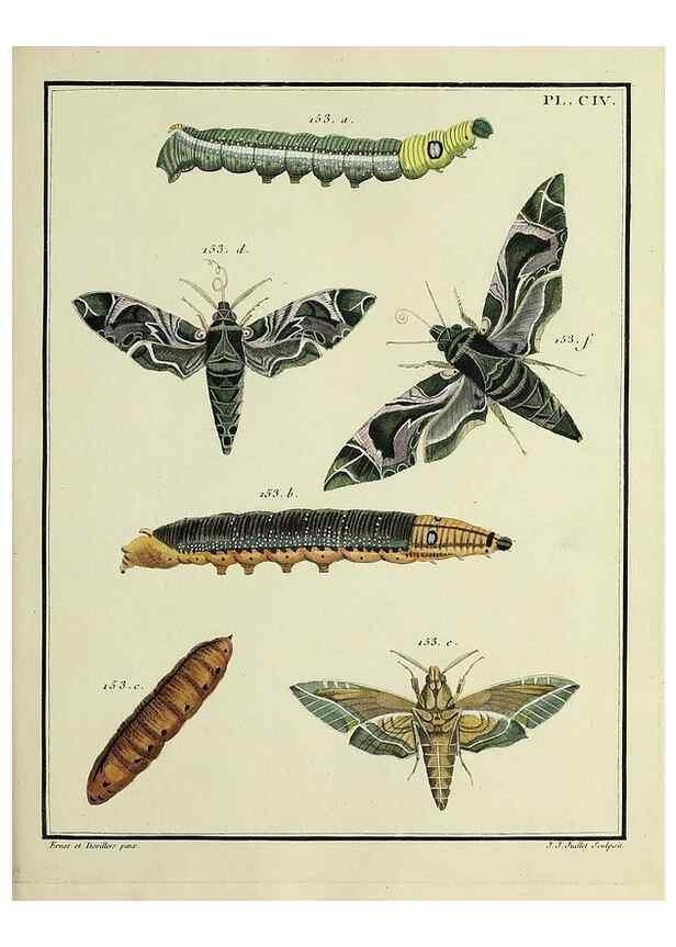 Reproducción/Reproduction 35474938660: Papillons d'Europe, peints d'après nature /. A Paris :Chez P.M. Delaguette, imprimeur-libraire ... ;1779-1792 [i.e. 1793]