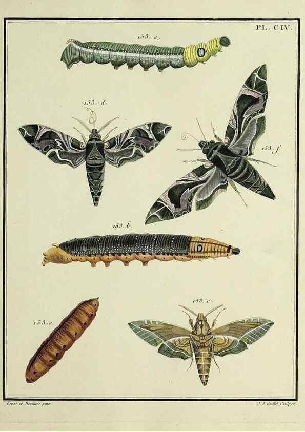 Reproducción/Reproduction 35474938660: Papillons d'Europe, peints d'après nature /. A Paris :Chez P.M. Delaguette, imprimeur-libraire ... ;1779-1792 [i.e. 1793]