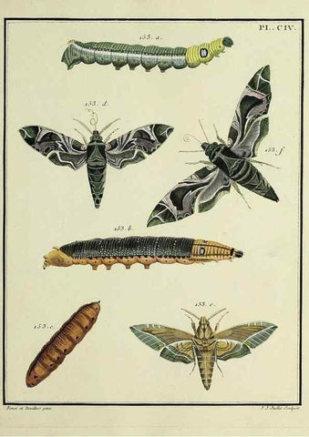 Reproducción/Reproduction 35474938660: Papillons d'Europe, peints d'après nature /. A Paris :Chez P.M. Delaguette, imprimeur-libraire ... ;1779-1792 [i.e. 1793]