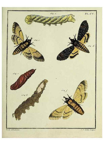 Reproducción/Reproduction 35474940510: Papillons d'Europe, peints d'après nature /. A Paris :Chez P.M. Delaguette, imprimeur-libraire ... ;1779-1792 [i.e. 1793]