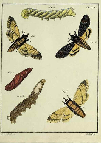 Reproducción/Reproduction 35474940510: Papillons d'Europe, peints d'après nature /. A Paris :Chez P.M. Delaguette, imprimeur-libraire ... ;1779-1792 [i.e. 1793]
