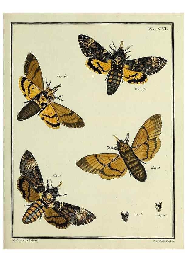 Reproducción/Reproduction 35474942230: Papillons d'Europe, peints d'après nature /. A Paris :Chez P.M. Delaguette, imprimeur-libraire ... ;1779-1792 [i.e. 1793]