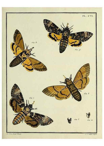 Reproducción/Reproduction 35474942230: Papillons d'Europe, peints d'après nature /. A Paris :Chez P.M. Delaguette, imprimeur-libraire ... ;1779-1792 [i.e. 1793]