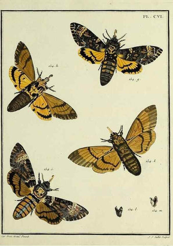 Reproducción/Reproduction 35474942230: Papillons d'Europe, peints d'après nature /. A Paris :Chez P.M. Delaguette, imprimeur-libraire ... ;1779-1792 [i.e. 1793]