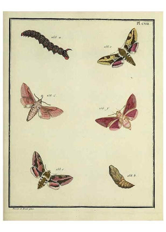Reproducción/Reproduction 35022886894: Papillons d'Europe, peints d'après nature /. A Paris :Chez P.M. Delaguette, imprimeur-libraire ... ;1779-1792 [i.e. 1793]