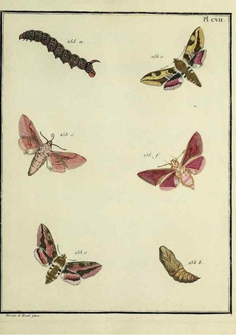Reproducción/Reproduction 35022886894: Papillons d'Europe, peints d'après nature /. A Paris :Chez P.M. Delaguette, imprimeur-libraire ... ;1779-1792 [i.e. 1793]