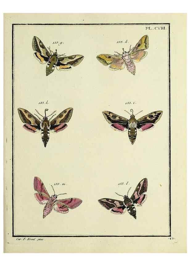 Reproducción/Reproduction 35474944670: Papillons d'Europe, peints d'après nature /. A Paris :Chez P.M. Delaguette, imprimeur-libraire ... ;1779-1792 [i.e. 1793]
