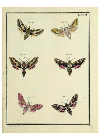 Reproducción/Reproduction 35474944670: Papillons d'Europe, peints d'après nature /. A Paris :Chez P.M. Delaguette, imprimeur-libraire ... ;1779-1792 [i.e. 1793]