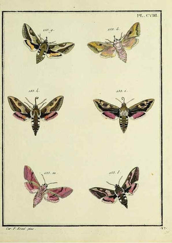 Reproducción/Reproduction 35474944670: Papillons d'Europe, peints d'après nature /. A Paris :Chez P.M. Delaguette, imprimeur-libraire ... ;1779-1792 [i.e. 1793]