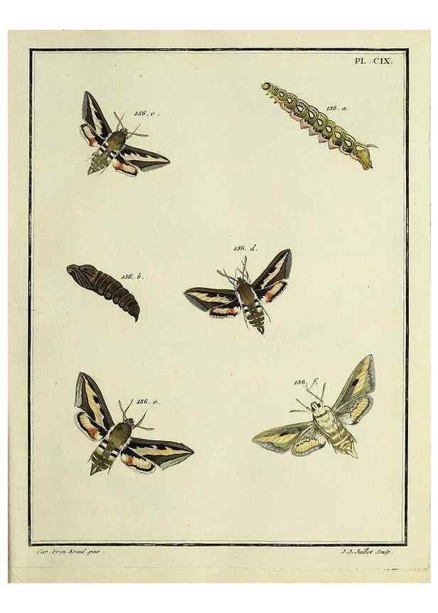 Reproducción/Reproduction 35022890314: Papillons d'Europe, peints d'après nature /. A Paris :Chez P.M. Delaguette, imprimeur-libraire ... ;1779-1792 [i.e. 1793]