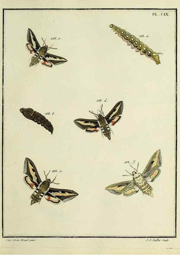 Reproducción/Reproduction 35022890314: Papillons d'Europe, peints d'après nature /. A Paris :Chez P.M. Delaguette, imprimeur-libraire ... ;1779-1792 [i.e. 1793]