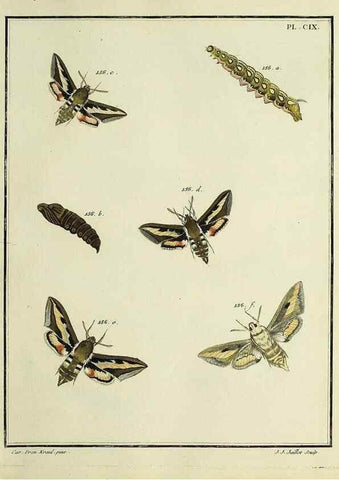 Reproducción/Reproduction 35022890314: Papillons d'Europe, peints d'après nature /. A Paris :Chez P.M. Delaguette, imprimeur-libraire ... ;1779-1792 [i.e. 1793]