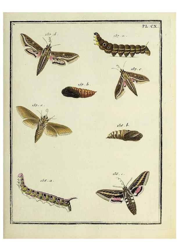 Reproducción/Reproduction 35474947610: Papillons d'Europe, peints d'après nature /. A Paris :Chez P.M. Delaguette, imprimeur-libraire ... ;1779-1792 [i.e. 1793]