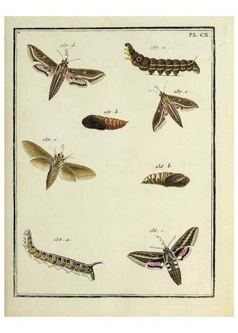 Reproducción/Reproduction 35474947610: Papillons d'Europe, peints d'après nature /. A Paris :Chez P.M. Delaguette, imprimeur-libraire ... ;1779-1792 [i.e. 1793]