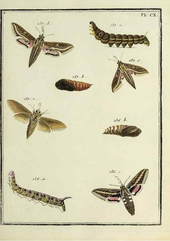 Reproducción/Reproduction 35474947610: Papillons d'Europe, peints d'après nature /. A Paris :Chez P.M. Delaguette, imprimeur-libraire ... ;1779-1792 [i.e. 1793]