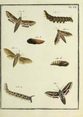 Reproducción/Reproduction 35474947610: Papillons d'Europe, peints d'après nature /. A Paris :Chez P.M. Delaguette, imprimeur-libraire ... ;1779-1792 [i.e. 1793]
