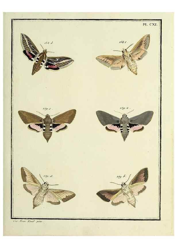 Reproducción/Reproduction 35474949840: Papillons d'Europe, peints d'après nature /. A Paris :Chez P.M. Delaguette, imprimeur-libraire ... ;1779-1792 [i.e. 1793]