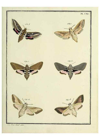 Reproducción/Reproduction 35474949840: Papillons d'Europe, peints d'après nature /. A Paris :Chez P.M. Delaguette, imprimeur-libraire ... ;1779-1792 [i.e. 1793]