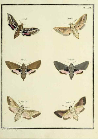 Reproducción/Reproduction 35474949840: Papillons d'Europe, peints d'après nature /. A Paris :Chez P.M. Delaguette, imprimeur-libraire ... ;1779-1792 [i.e. 1793]