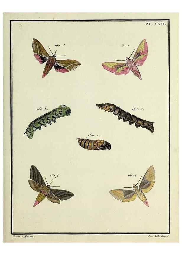Reproducción/Reproduction 35821997206: Papillons d'Europe, peints d'après nature /. A Paris :Chez P.M. Delaguette, imprimeur-libraire ... ;1779-1792 [i.e. 1793]