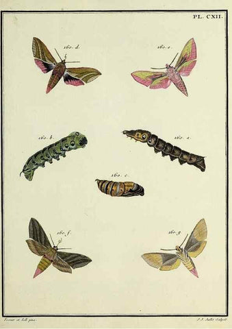 Reproducción/Reproduction 35821997206: Papillons d'Europe, peints d'après nature /. A Paris :Chez P.M. Delaguette, imprimeur-libraire ... ;1779-1792 [i.e. 1793]
