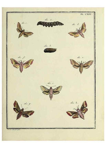 Reproducción/Reproduction 35821999216: Papillons d'Europe, peints d'après nature /. A Paris :Chez P.M. Delaguette, imprimeur-libraire ... ;1779-1792 [i.e. 1793]
