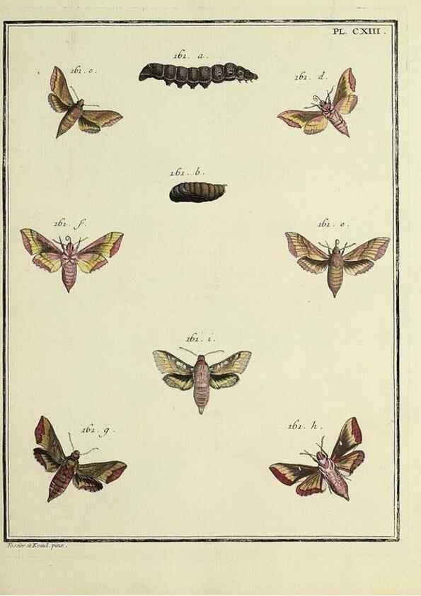 Reproducción/Reproduction 35821999216: Papillons d'Europe, peints d'après nature /. A Paris :Chez P.M. Delaguette, imprimeur-libraire ... ;1779-1792 [i.e. 1793]
