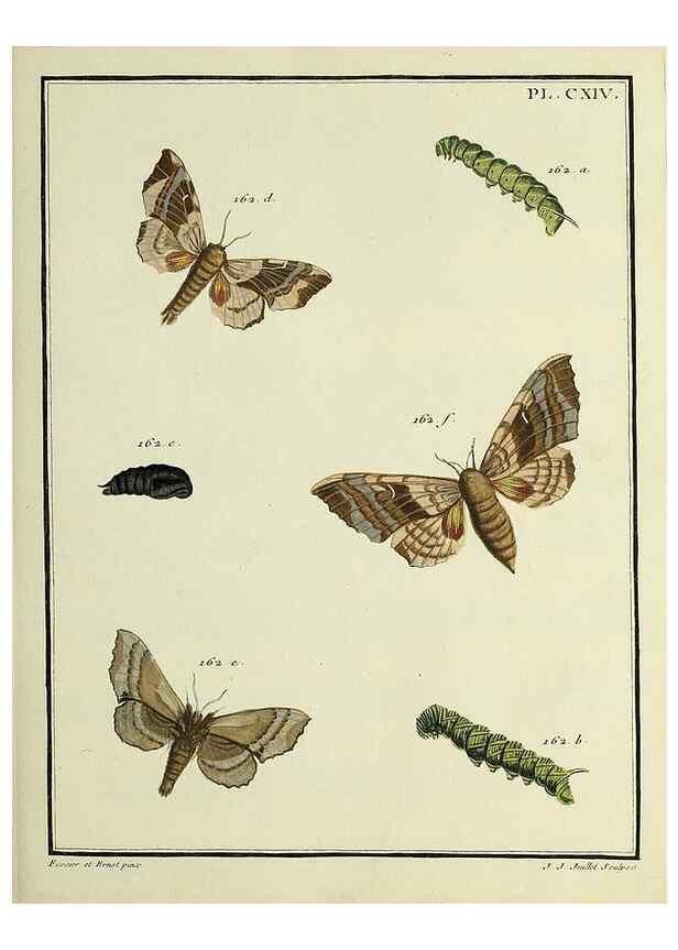 Reproducción/Reproduction 35822002456: Papillons d'Europe, peints d'après nature /. A Paris :Chez P.M. Delaguette, imprimeur-libraire ... ;1779-1792 [i.e. 1793]