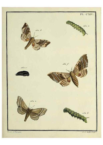 Reproducción/Reproduction 35822002456: Papillons d'Europe, peints d'après nature /. A Paris :Chez P.M. Delaguette, imprimeur-libraire ... ;1779-1792 [i.e. 1793]