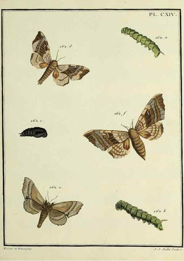 Reproducción/Reproduction 35822002456: Papillons d'Europe, peints d'après nature /. A Paris :Chez P.M. Delaguette, imprimeur-libraire ... ;1779-1792 [i.e. 1793]