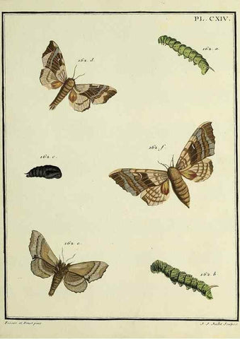 Reproducción/Reproduction 35822002456: Papillons d'Europe, peints d'après nature /. A Paris :Chez P.M. Delaguette, imprimeur-libraire ... ;1779-1792 [i.e. 1793]