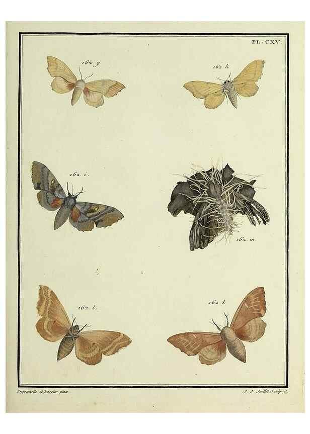 Reproducción/Reproduction 35822005836: Papillons d'Europe, peints d'après nature /. A Paris :Chez P.M. Delaguette, imprimeur-libraire ... ;1779-1792 [i.e. 1793]