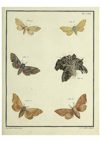 Reproducción/Reproduction 35822005836: Papillons d'Europe, peints d'après nature /. A Paris :Chez P.M. Delaguette, imprimeur-libraire ... ;1779-1792 [i.e. 1793]