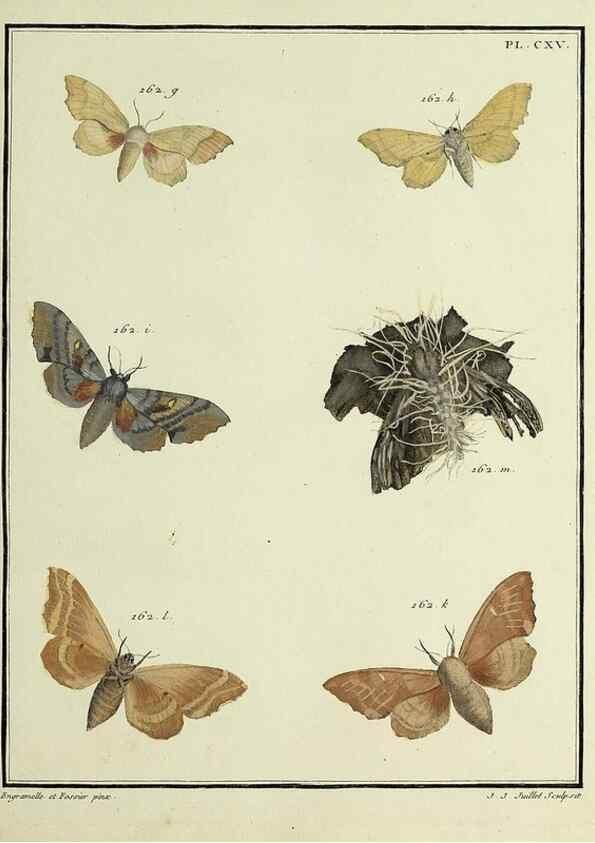 Reproducción/Reproduction 35822005836: Papillons d'Europe, peints d'après nature /. A Paris :Chez P.M. Delaguette, imprimeur-libraire ... ;1779-1792 [i.e. 1793]