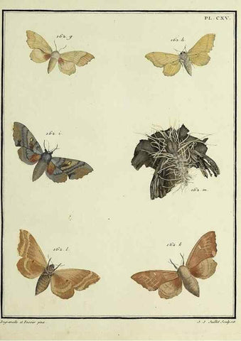 Reproducción/Reproduction 35822005836: Papillons d'Europe, peints d'après nature /. A Paris :Chez P.M. Delaguette, imprimeur-libraire ... ;1779-1792 [i.e. 1793]