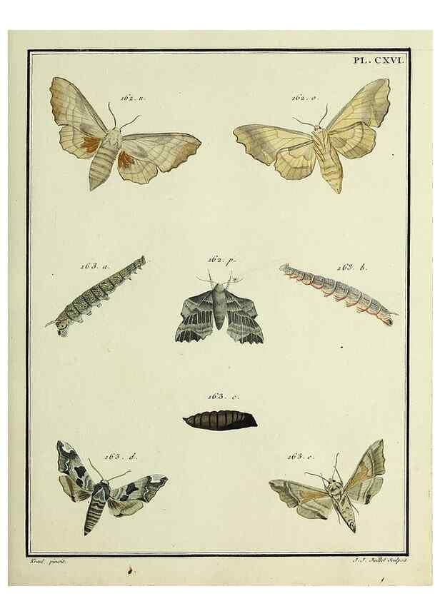 Reproducción/Reproduction 35822008906: Papillons d'Europe, peints d'après nature /. A Paris :Chez P.M. Delaguette, imprimeur-libraire ... ;1779-1792 [i.e. 1793]
