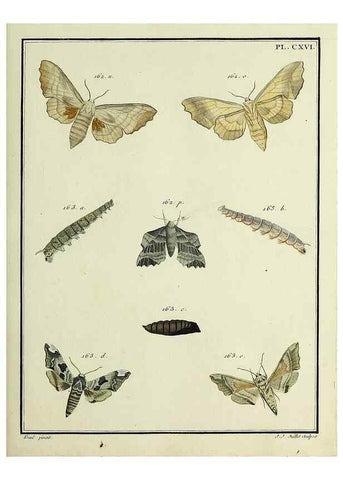 Reproducción/Reproduction 35822008906: Papillons d'Europe, peints d'après nature /. A Paris :Chez P.M. Delaguette, imprimeur-libraire ... ;1779-1792 [i.e. 1793]