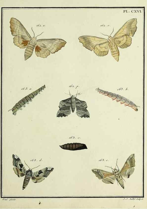 Reproducción/Reproduction 35822008906: Papillons d'Europe, peints d'après nature /. A Paris :Chez P.M. Delaguette, imprimeur-libraire ... ;1779-1792 [i.e. 1793]