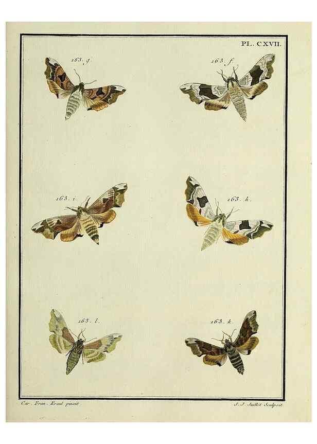 Reproducción/Reproduction 35822013226: Papillons d'Europe, peints d'après nature /. A Paris :Chez P.M. Delaguette, imprimeur-libraire ... ;1779-1792 [i.e. 1793]