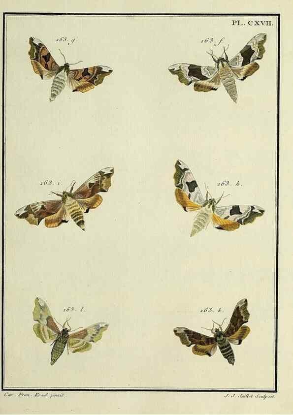 Reproducción/Reproduction 35822013226: Papillons d'Europe, peints d'après nature /. A Paris :Chez P.M. Delaguette, imprimeur-libraire ... ;1779-1792 [i.e. 1793]