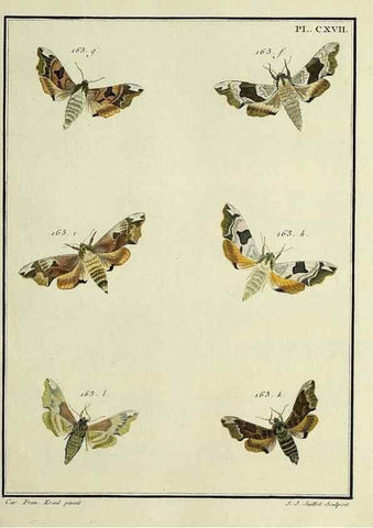 Reproducción/Reproduction 35822013226: Papillons d'Europe, peints d'après nature /. A Paris :Chez P.M. Delaguette, imprimeur-libraire ... ;1779-1792 [i.e. 1793]