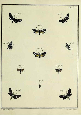 Reproducción/Reproduction 35053363353: Papillons d'Europe, peints d'après nature /. A Paris :Chez P.M. Delaguette, imprimeur-libraire ... ;1779-1792 [i.e. 1793]