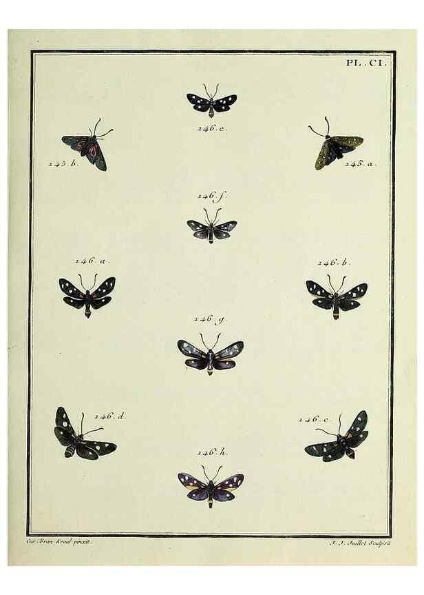 Reproducción/Reproduction 35053361853: Papillons d'Europe, peints d'après nature /. A Paris :Chez P.M. Delaguette, imprimeur-libraire ... ;1779-1792 [i.e. 1793]