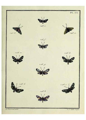 Reproducción/Reproduction 35053361853: Papillons d'Europe, peints d'après nature /. A Paris :Chez P.M. Delaguette, imprimeur-libraire ... ;1779-1792 [i.e. 1793]