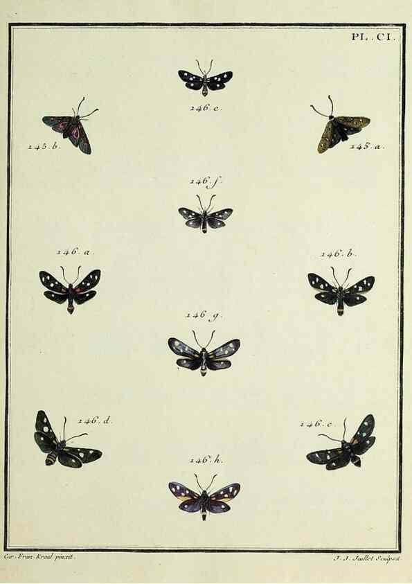 Reproducción/Reproduction 35053361853: Papillons d'Europe, peints d'après nature /. A Paris :Chez P.M. Delaguette, imprimeur-libraire ... ;1779-1792 [i.e. 1793]
